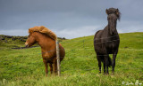Icelandic Horse, Westman Islands  4