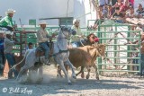 Steer Wrestling, Cuban Rodeo 6