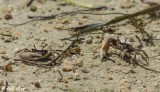 Ghost Crabs  2