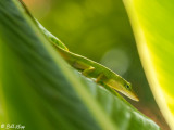 Green Anole  6
