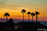 Sunset Palms  1