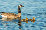 Canada Geese  18