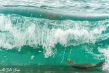 Southern Sea Lion, Estancia La Ernestina 15