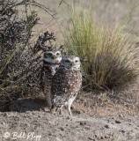 Burrowing Owls, Estancia La Ernestina  3