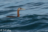 Grebe, Estancia La Ernestina 1