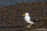 Kelp Gull,  Estancia La Ernestina  5