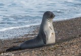 Southern Elephant Seal, Estancia La Ernestina 3