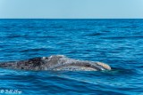 Southern Right Whale, Puerto Piramides  4