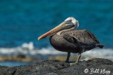 Brown Pelican, Fernandina Island  1