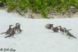 Mockingbirds, Gardner Bay  2
