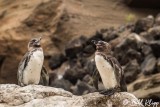 Galapagos Penguins, Isabela Island  3