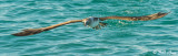 Blue-Footed Booby, Las Bachas  3