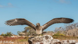 Blue Footed Booby, North Seymour Island  9