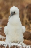 Blue Footed Booby Chick, North Seymour Island  5