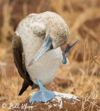 Blue Footed Booby, North Seymour Island  3