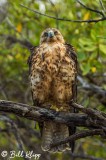 Galapagos Hawk, Playa Espumilla  2