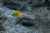 Yellow Warbler, Puerto Egas  1