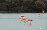 American Flamingo, Floreana Island  6