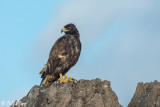 Galapagos Hawk,  Punta Suarez 2