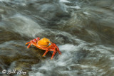 Sally Lightfoot Crab, Puerto Egas  3