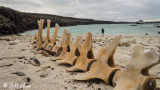 Whale Bones, Genovesa Island 1