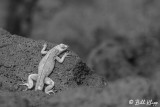 Lava Lizard, Fernandina Island  1