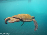 Green Sea Turtle, Isabela Island  2