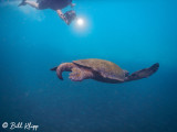 Green Sea Turtle, Isabela Island  3
