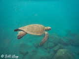 Green Sea Turtle, Isabela Island 10