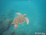 Green Sea Turtle, Isabela Island  11