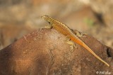 Lava Lizard, Punta Suarez  3
