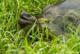 Galapagos Giant Tortoise, El Manzanillo, Santa Cruz  6