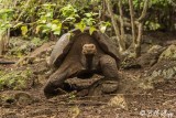 Galapagos Giant Tortoise, Puerto_Baquerizo, Santa Cruz 2