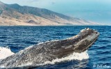 Humpback Whale Lunge 1