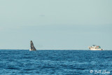 Humpback Whale Breaching 5