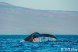 Humpback Whale Fluke  4