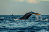 Humpback Whale Fluke  10