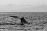 Humpback Whale Fluke  2