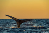 Humpback Whale Fluke at Sunset  2