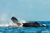 Humpback Whale Tail Slap  2
