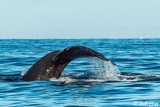 Humpback Whale Fluke  5