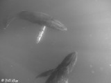 Humpback Whales Underwater  2
