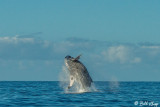 Humpback Whale Breaching 3