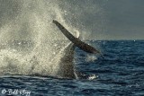 Humpback Whale Tail Throw  2
