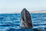 Humpback Whale Spyhop 1