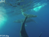 Humpback Whales Underwater  6