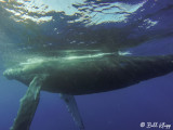 Humpback Whale Underwater  7