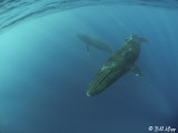 Humpback Whales Underwater 9