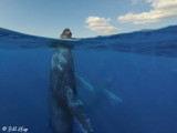 Humpback Whales Underwater 11