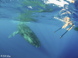 Humpback Whale Mugging  6